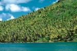 Rain Forest, Palm Trees, Island of Bora Bora, NDPV02P15_14.0676