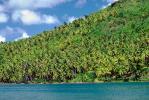 Rain Forest, Palm Trees, Island of Bora Bora, NDPV02P15_14