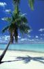 Palm Tree in the Sand, Beach, shadow, Island of Bora Bora, NDPV03P01_14