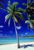 Palm Tree in the Sand, Beach, shadow, Island of Bora Bora, NDPV03P01_15