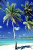 Palm Tree in the Sand, Beach, shadow, Island of Bora Bora
