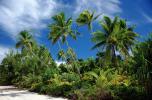 Beach, Palm Trees, Aitutaki, Cook Islands, NDPV03P04_04