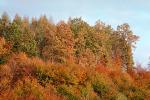 Forest, Woodlands, Mountain, autumn, NECV01P01_07.0925