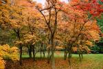 Forest, Woodlands, garden, autumn