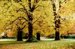 fall colors, autumn, tree, Trees, Vegetation, Flora, Plants