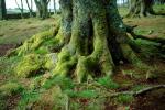 Moss, tree trunk, Root, Inverness, Scotland