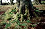 Moss, tree trunk, Root, Inverness, Scotland, NEEV01P02_03.2850