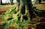 Moss, tree trunk, Root, Inverness, Scotland, NEEV01P02_03B.2850