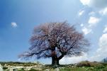 Bare Tree, Corsica, NEFV01P02_19