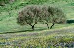 Trees, Fields, flowers, Corsica, NEFV01P03_05