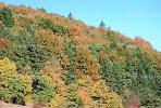 Forest, Woodlands, Mountain, autumn, NEGV01P01_17.2850
