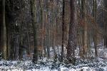 Forest, woodlands, snow, ice