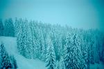 Snow, Mountains, Trees, Forest, near Interlaken, 1950s, NESV01P05_01.0925