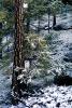 Snow on trees, NESV01P08_11