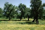 Ancient Olive Grove, NEXV01P03_18