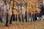 Forest, Woodlands, autumn