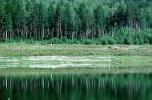 Siberia, trees, forest, lake, reflection, water, NGPV01P01_06