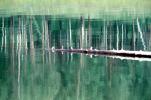 Siberia, trees, forest, lake, reflection, water, NGPV01P01_07