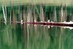 Siberia, trees, forest, lake, reflection, water, NGPV01P01_08B