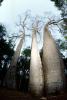 (Adansonia grandidieri), Baobab Trees, Malvales, Malvaceae, Adansonia, Woodland, Forest, curly, twisted, NKDV01P01_04