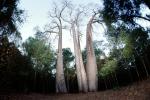 (Adansonia grandidieri), Baobab Trees, Malvales, Malvaceae, Adansonia, Woodland, Forest, curly, twisted, NKDV01P01_05