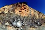 Arid, Drought, Dry, Dessicated, Parched, Hills, rock, Erosion, Elephant's Foot Plant, (Pachypodium rosulatum), Gentianales, Apocynaceae, curly, twisted, gourd, NKDV01P01_19