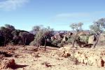 Trees, Arid, Drought, Dry, Dessicated, Parched, Hills, rock, Dirt, soil, Erosion