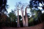 (Adansonia grandidieri), Baobab Trees, Malvales, Malvaceae, Adansonia, Woodland, Forest, curly, twisted, NKDV01P05_12