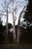 (Adansonia grandidieri), Baobab Trees, Malvales, Malvaceae, Adansonia, Woodland, Forest, curly, twisted