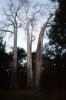 (Adansonia grandidieri), Baobab Trees, Malvales, Malvaceae, Adansonia, Woodland, Forest, curly, twisted, NKDV01P05_14