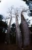 (Adansonia grandidieri), Baobab Trees, Malvales, Malvaceae, Adansonia, Woodland, Forest, curly, twisted, NKDV01P05_16