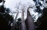 (Adansonia grandidieri), Baobab Trees, Malvales, Malvaceae, Adansonia, Woodland, Forest, curly, twisted, NKDV01P05_17