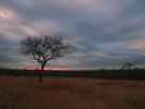sunset, grassland, trees, NKFD01_012