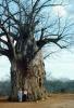 Baobab Tree, curly, twisted, person, size comparison, Adansonia, NKKV01P01_18
