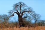 Baobab Tree, curly, twisted, Adansonia, NKMV01P02_05.0926
