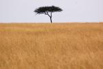 Grasslands, lone tree, Acacia Tree, savanna , Equanimity, NKTD01_013