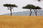 Grasslands, three trees, Acacia Tree, savanna 
