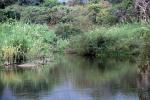 Lake Tanganyika, freshwater, water, NKTD01_101