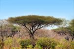 Acacia Tree, NKTD01_102