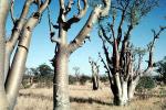 Baobab Trees, desert, Sand Dunes