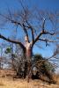 Baobab Tree, NKXD01_003