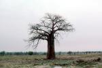 Baobab Tree, curly, twisted, Adansonia