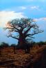 bare tree, Baobab Tree, Adansonia, curly, twisted, NKZV01P05_07.0926