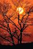 bare tree, sunset, NLEV01P02_01
