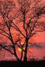 bare tree, sunset, NLEV01P02_02