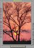 bare tree, sunset, NLEV01P02_02B