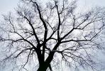 bare tree, NLIV01P02_11