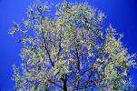 Tree in Springtime, NLIV01P04_04