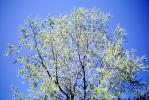 Tree in Springtime, NLIV01P04_05