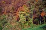 Forest, Woodlands, Mountain, Kudzu, autumn, NLKV01P02_02.0926